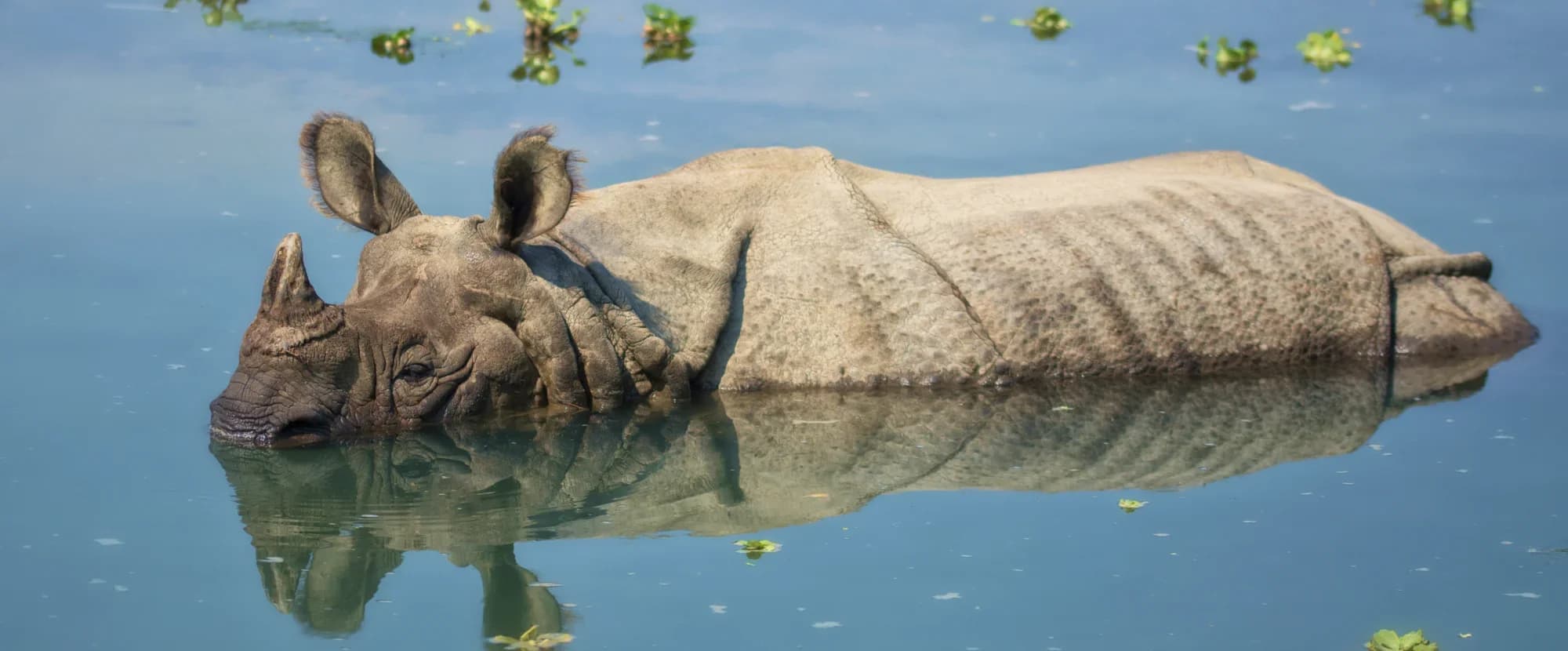 One horned rhino in chitwan national park